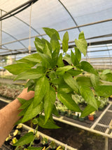 4" Epipremnum pinnatum 'Skeleton Key'