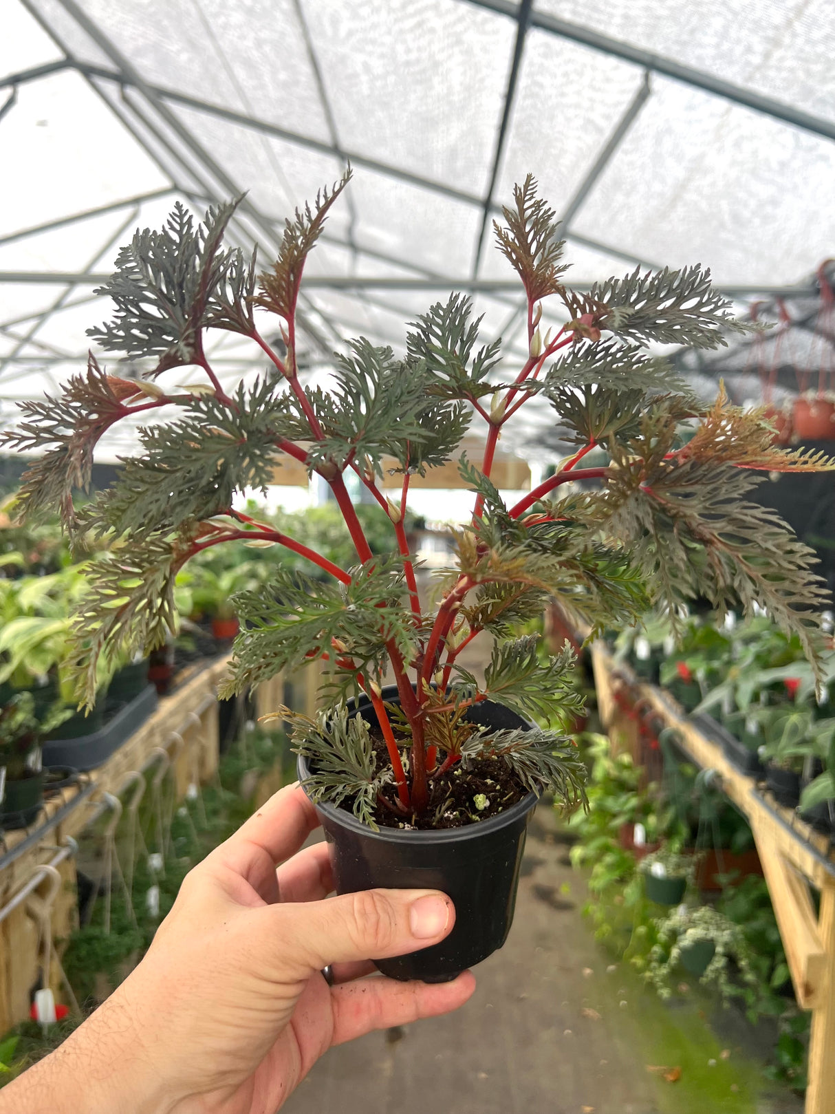 4" Begonia bipinnatifida