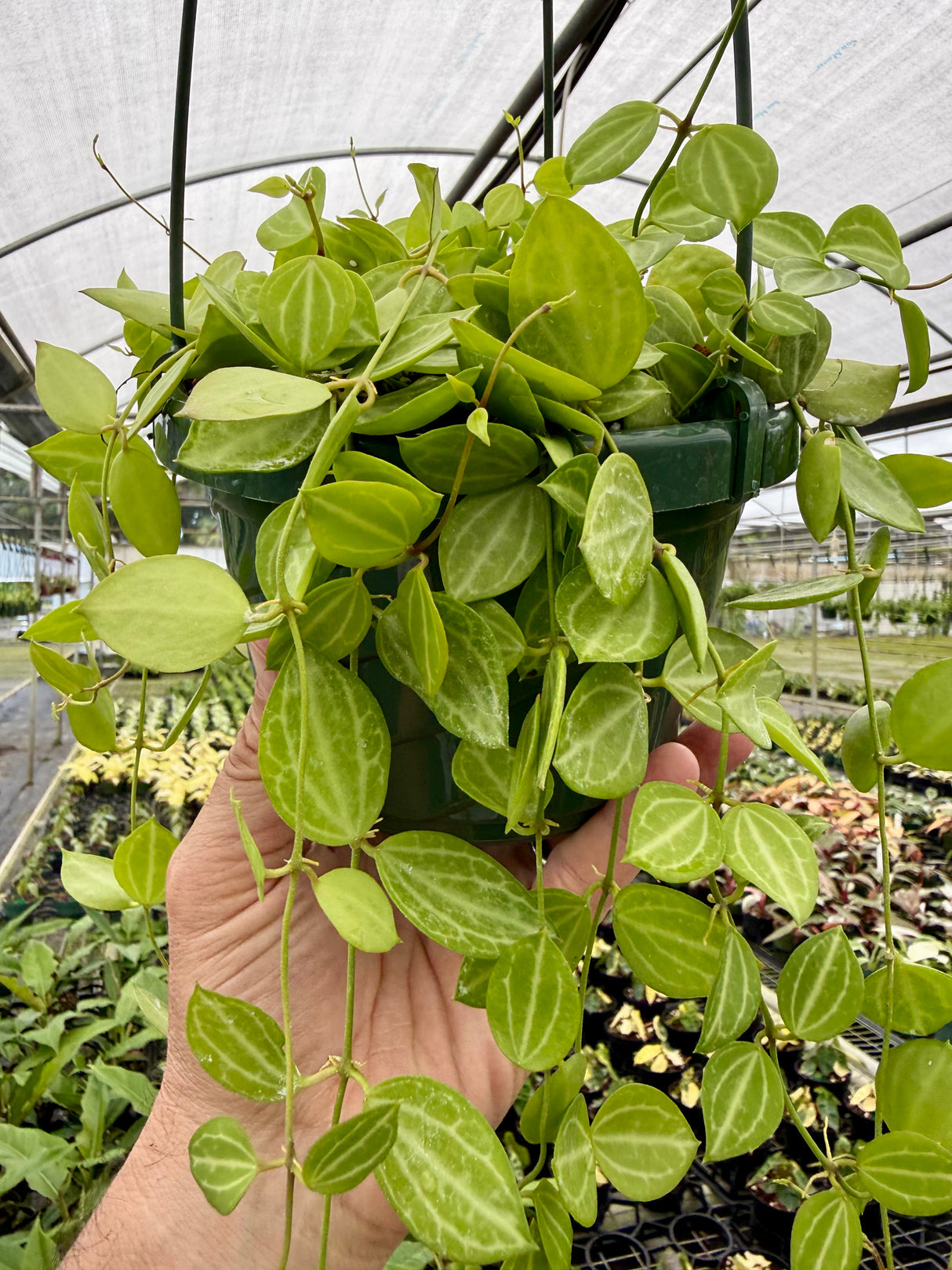 6" Dischidia ovata 'Watermelon' hanging basket