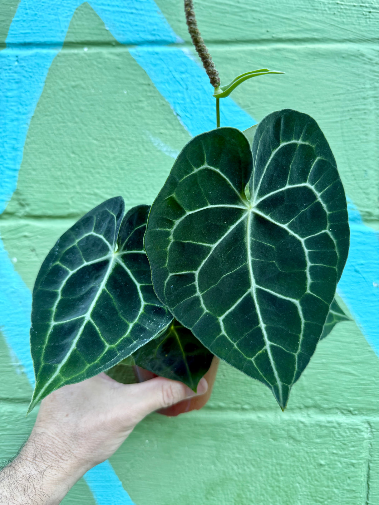 4" Anthurium clarinervium