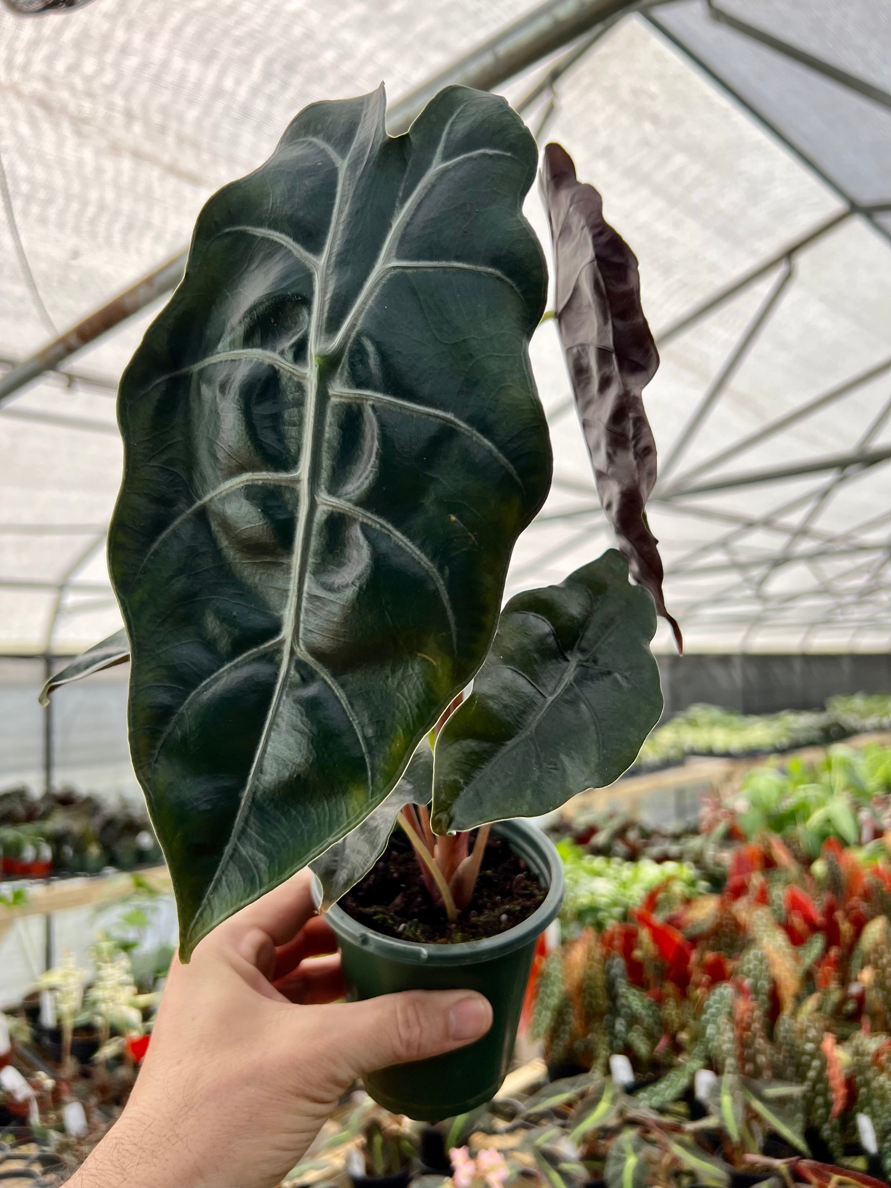 Products – Page 5 – Canopy Plant Co.
