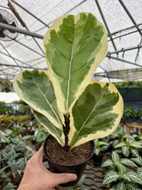 6” Ficus lyrata 'Fiddle Leaf' variegated