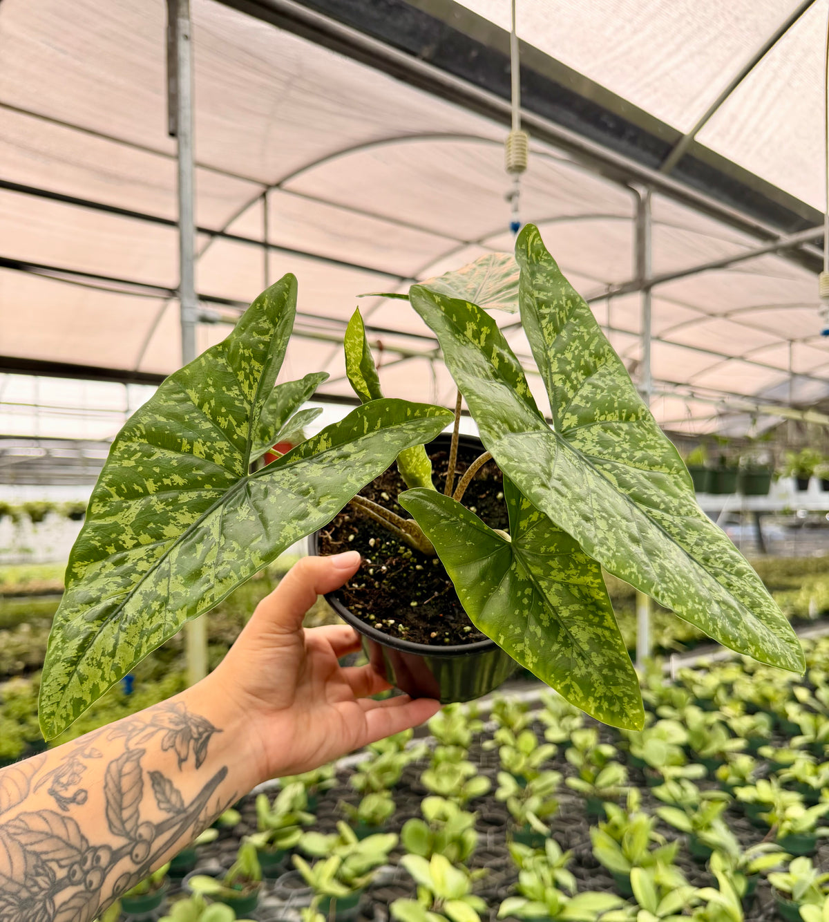 4" Alocasia ‘Shattered Glass'