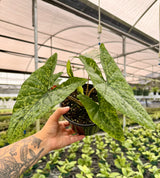 4" Alocasia ‘Shattered Glass'