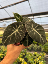 4" Alocasia ‘Black Velvet’