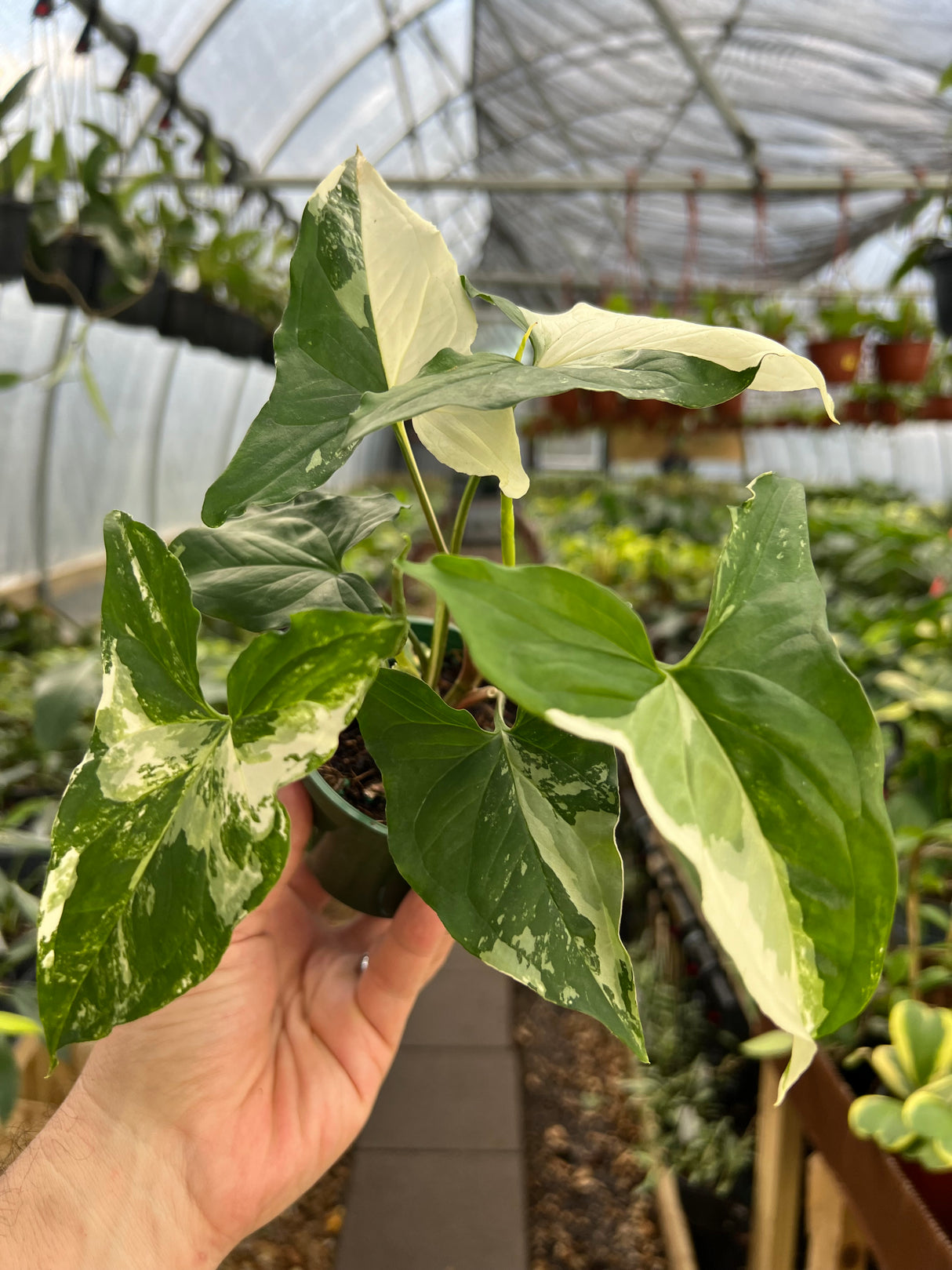 4” Syngonium Albo (white variegated)