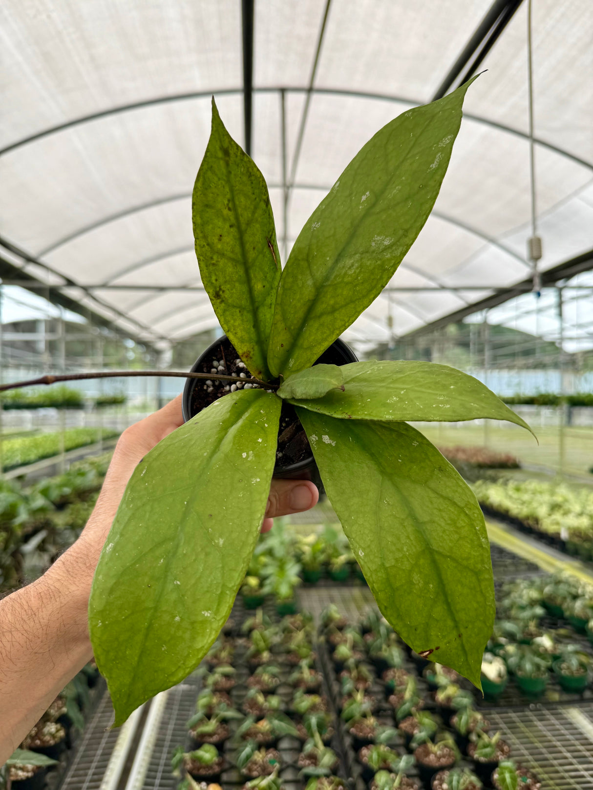 4” Hoya undulata ‘Splash’