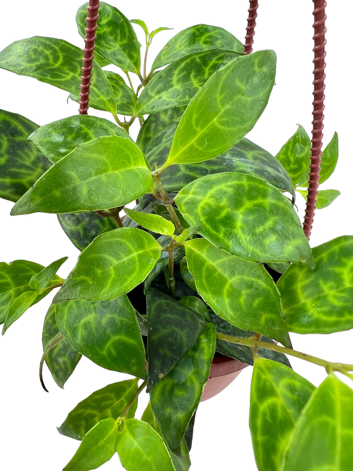 4" Black Pagoda lipstick (Aeschynanthus longicaulis) hanging basket