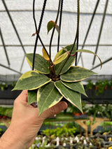 4" Hoya latifolia (macrophylla) variegated hanging basket