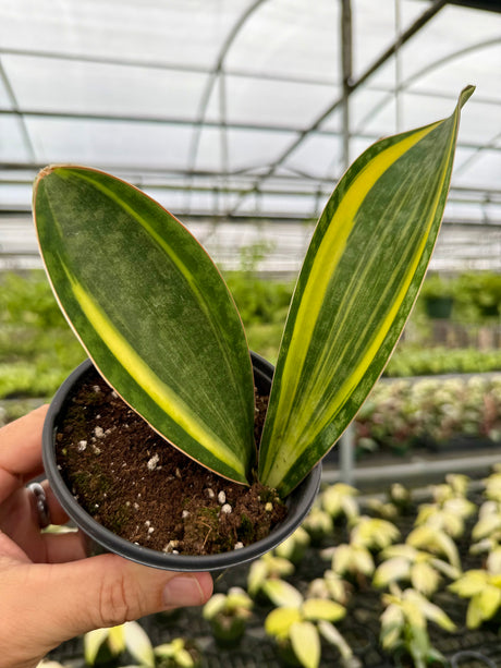 4" Sansevieria ‘Whale Fin’ (variegated)