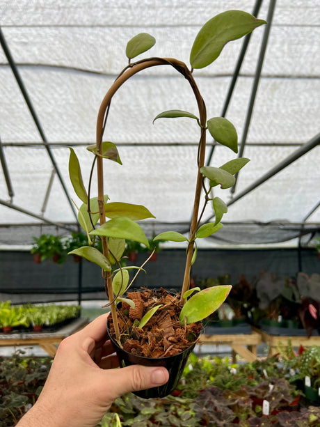 4" Hoya flavida