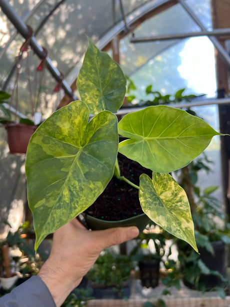 6" Alocasia odora 'Aurea' (variegated)