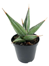 4" Sansevieria pinguicula 'Walking Sansevieria'