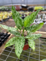 6" Aglaonema Camouflage - Canopy Plant Co.