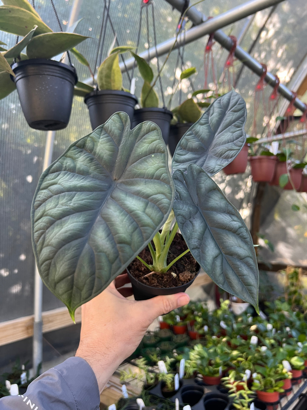 4" Alocasia Dragon Scale