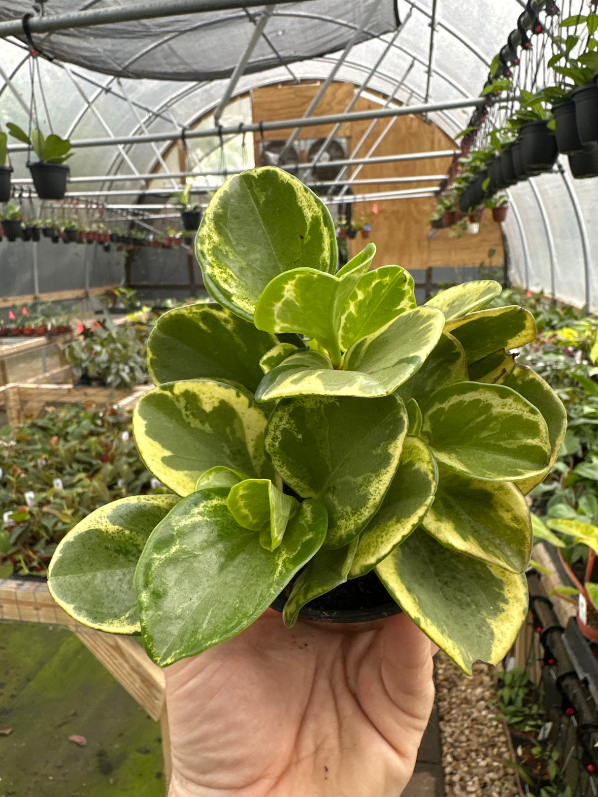 4" Peperomia Golden Gate