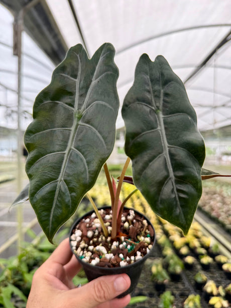 4” Alocasia chantrieri (metallica x sanderiana)