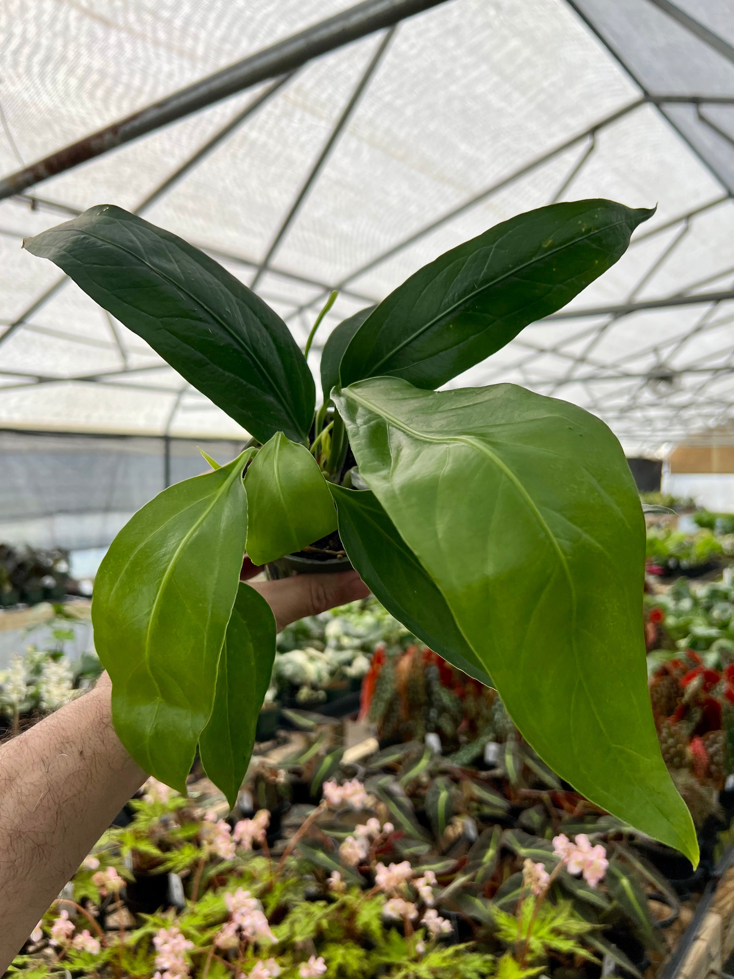 Products – Page 5 – Canopy Plant Co.
