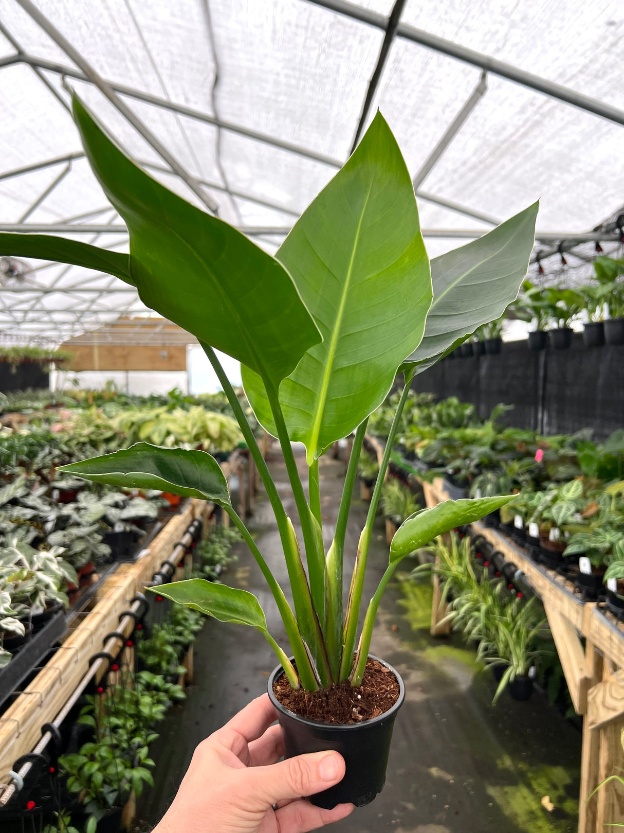 4" White Bird Of Paradise (Strelitzia nicolai)