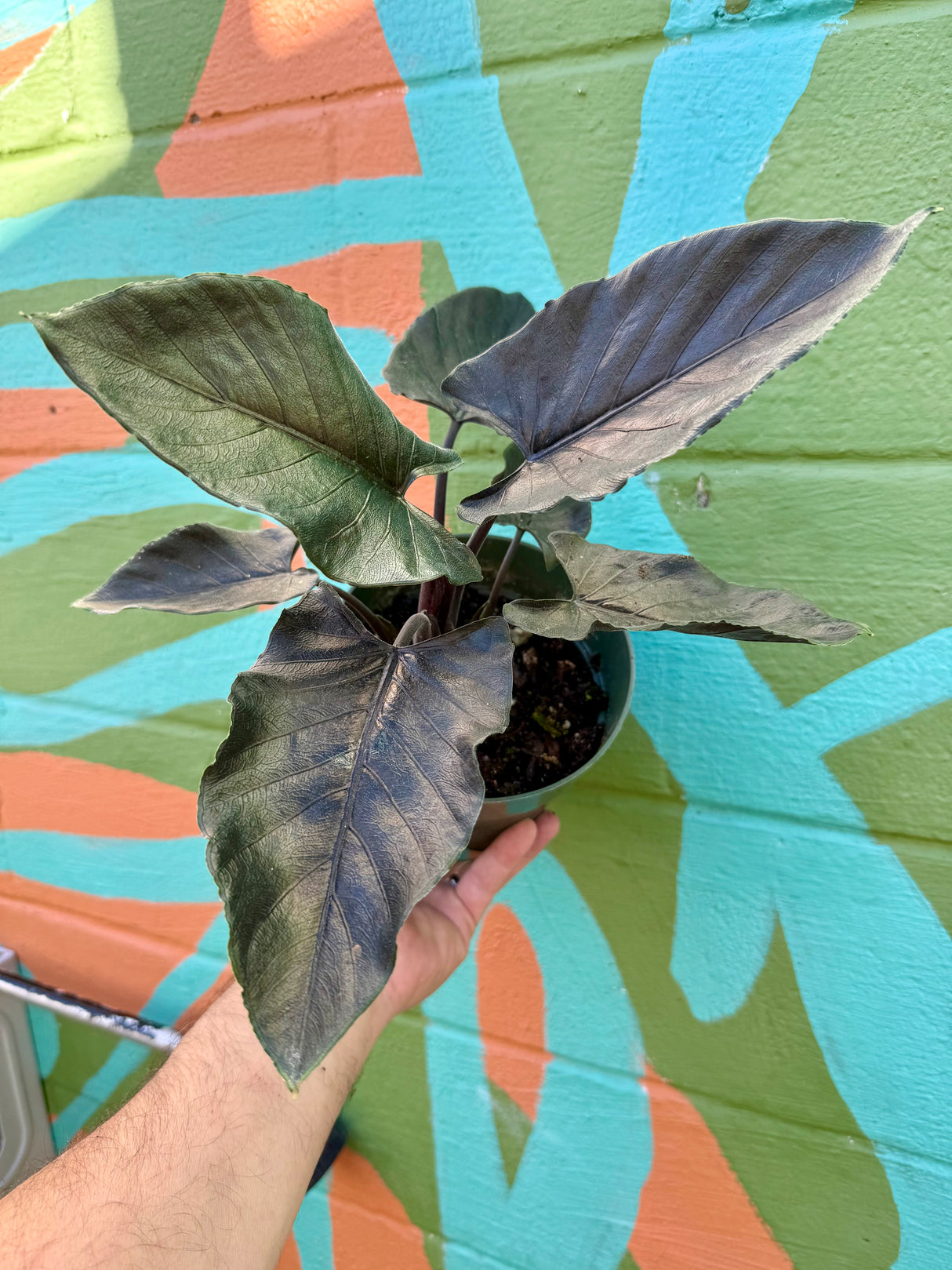 6” Alocasia ‘Antoro Velvet’