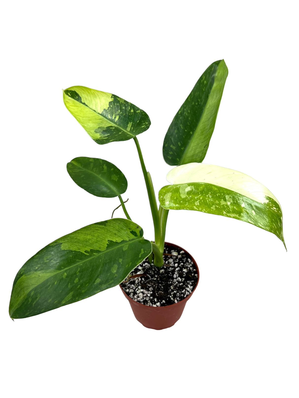 4" Philodendron Jose Buono