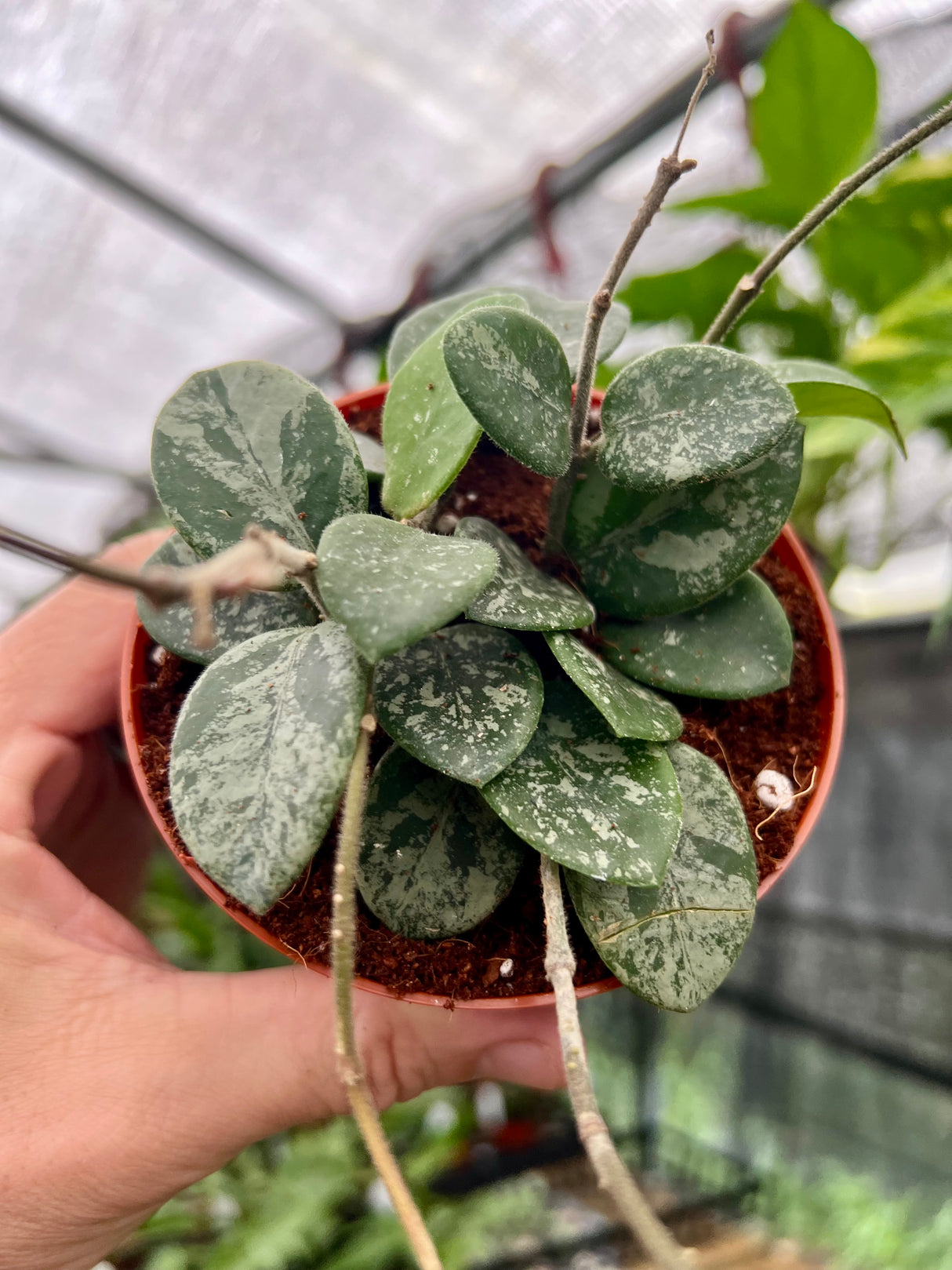 4” Hoya Mathilde 'Splash'