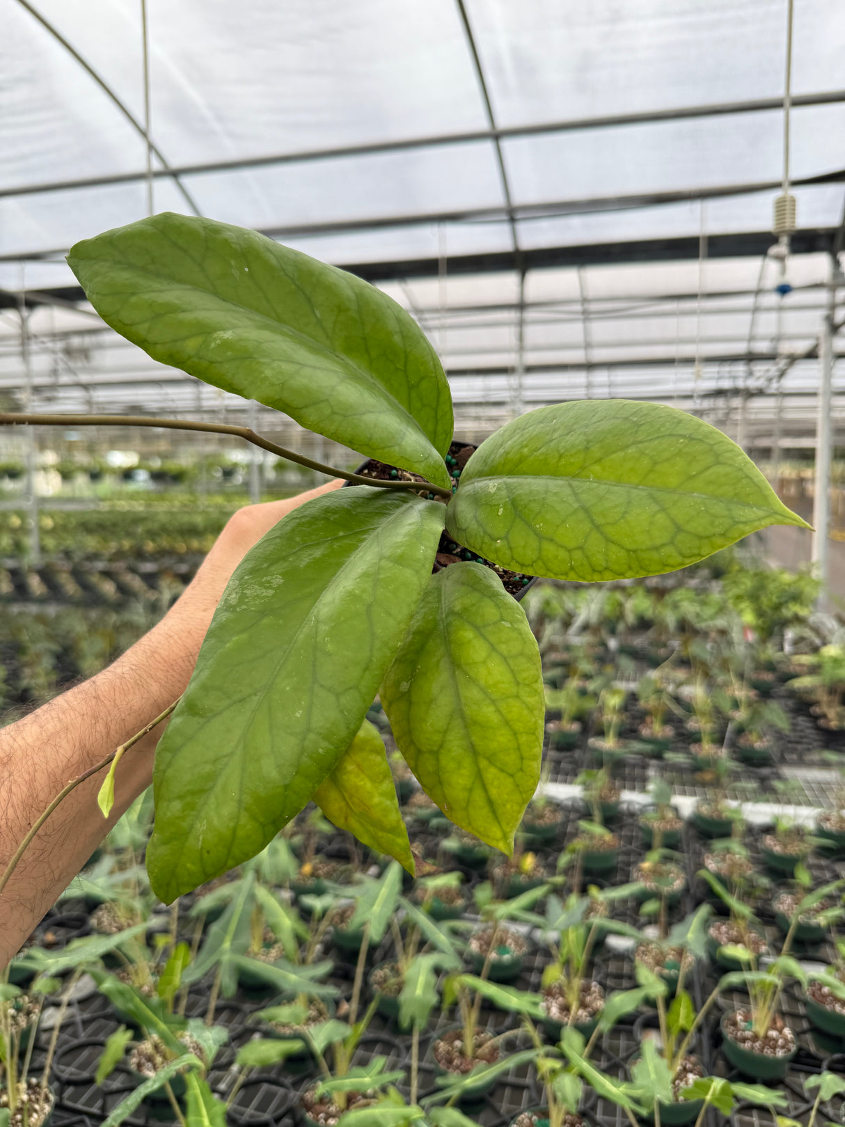 4” Hoya vitellinoides - Canopy Plant Co.