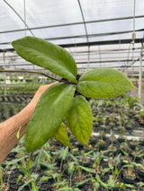 4” Hoya vitellinoides - Canopy Plant Co.