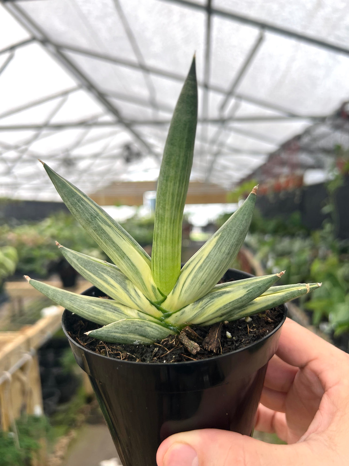 4" Sansevieria cylindrica 'Boncel' (variegated)