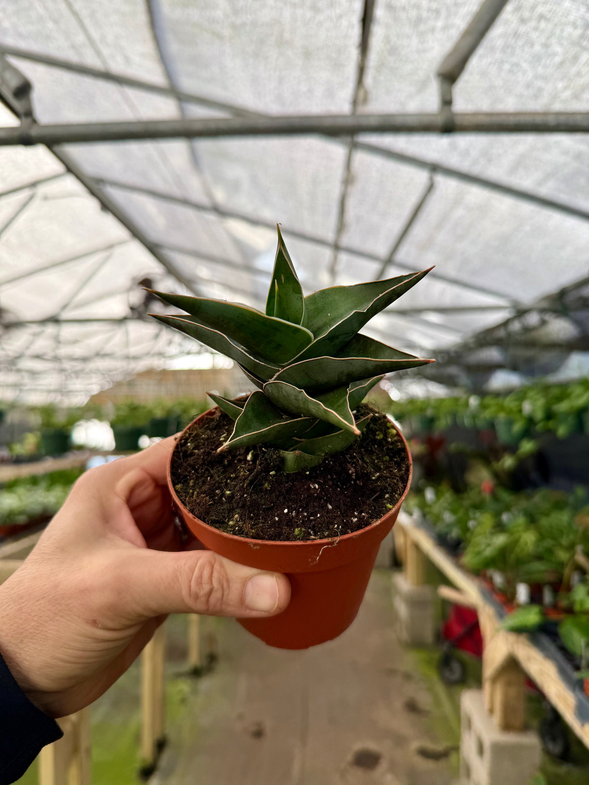 4” Sansevieria powellii - Canopy Plant Co.