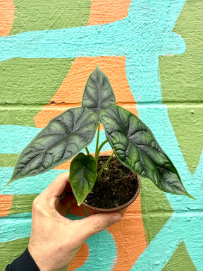 4" Alocasia 'Dragon Scale' - Canopy Plant Co.