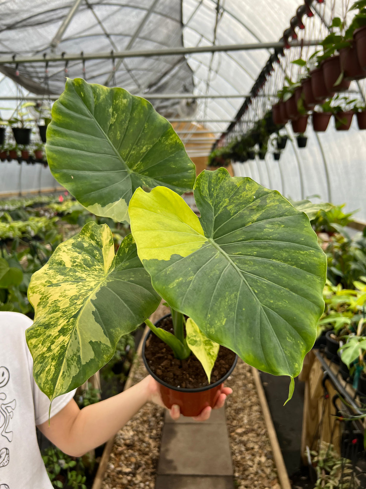 6" Alocasia odora 'Aurea' (variegated)