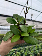 4" Hoya diversifolia 'Splash'