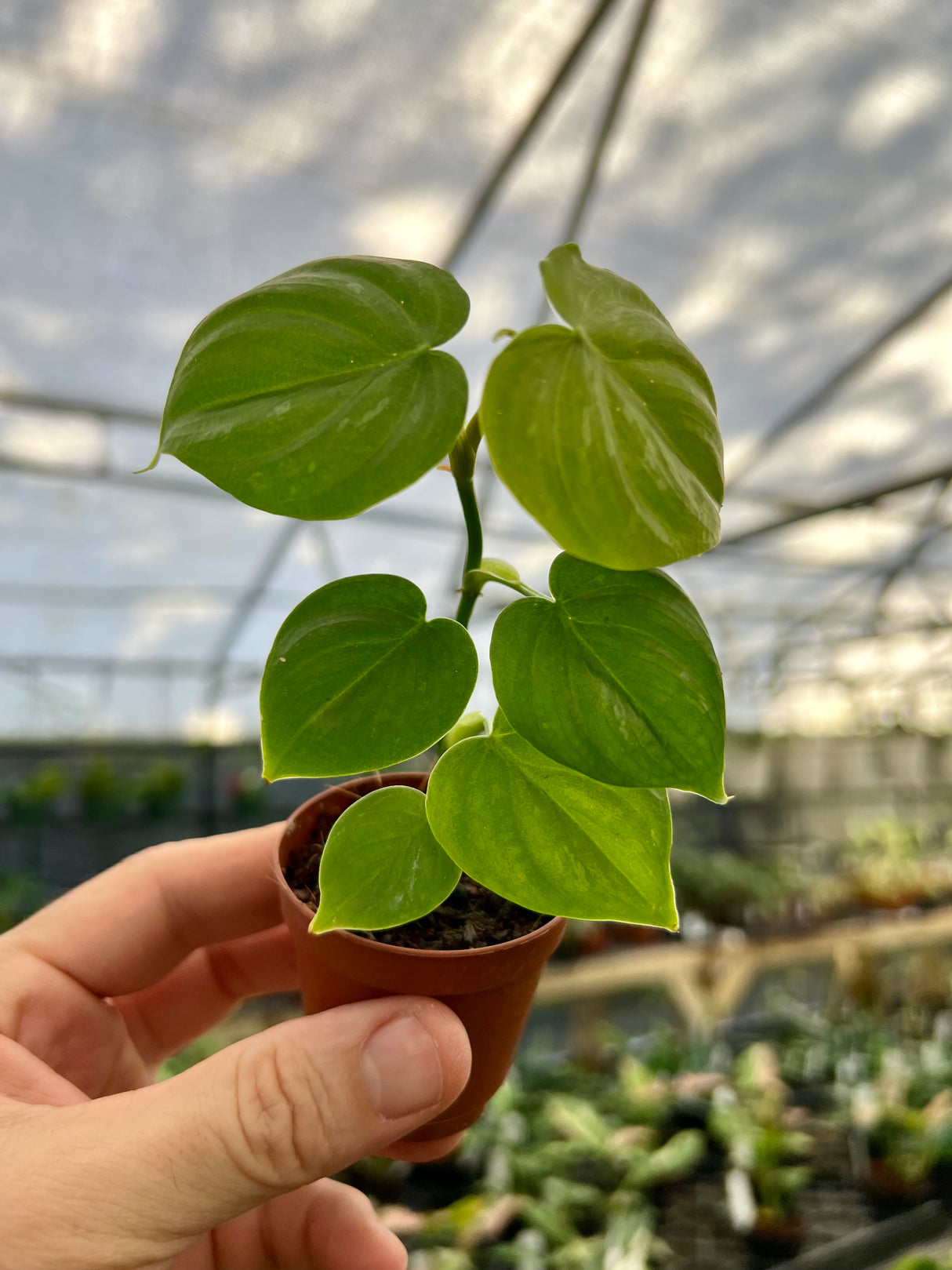 2” Philodendron ‘Majestic’ - Canopy Plant Co.