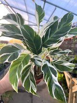 4" Calathea White Fusion