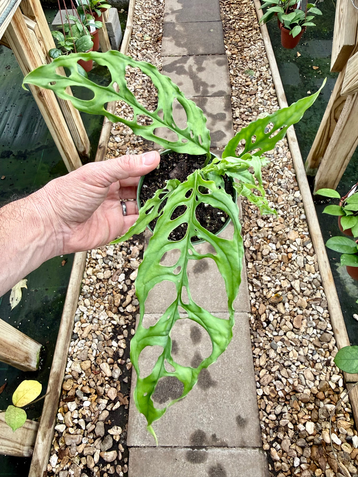 4" Monstera obliqua sp. Peru