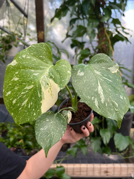 4" Monstera Thai Constellation