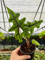 4” Alocasia Jacklyn