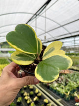 4" Hoya kerrii outer variegated