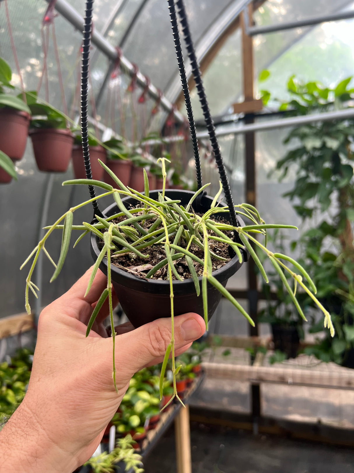 4” Hoya linearis hanging basket