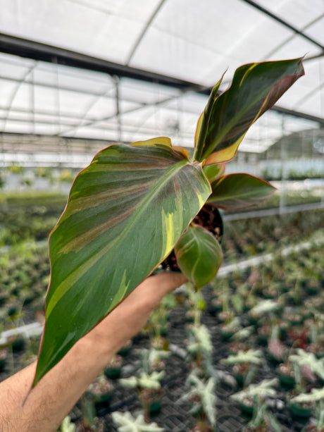 4" Musa Banana 'No No' pink variegated