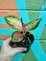 4” Aglaonema 'China Red' - Canopy Plant Co.