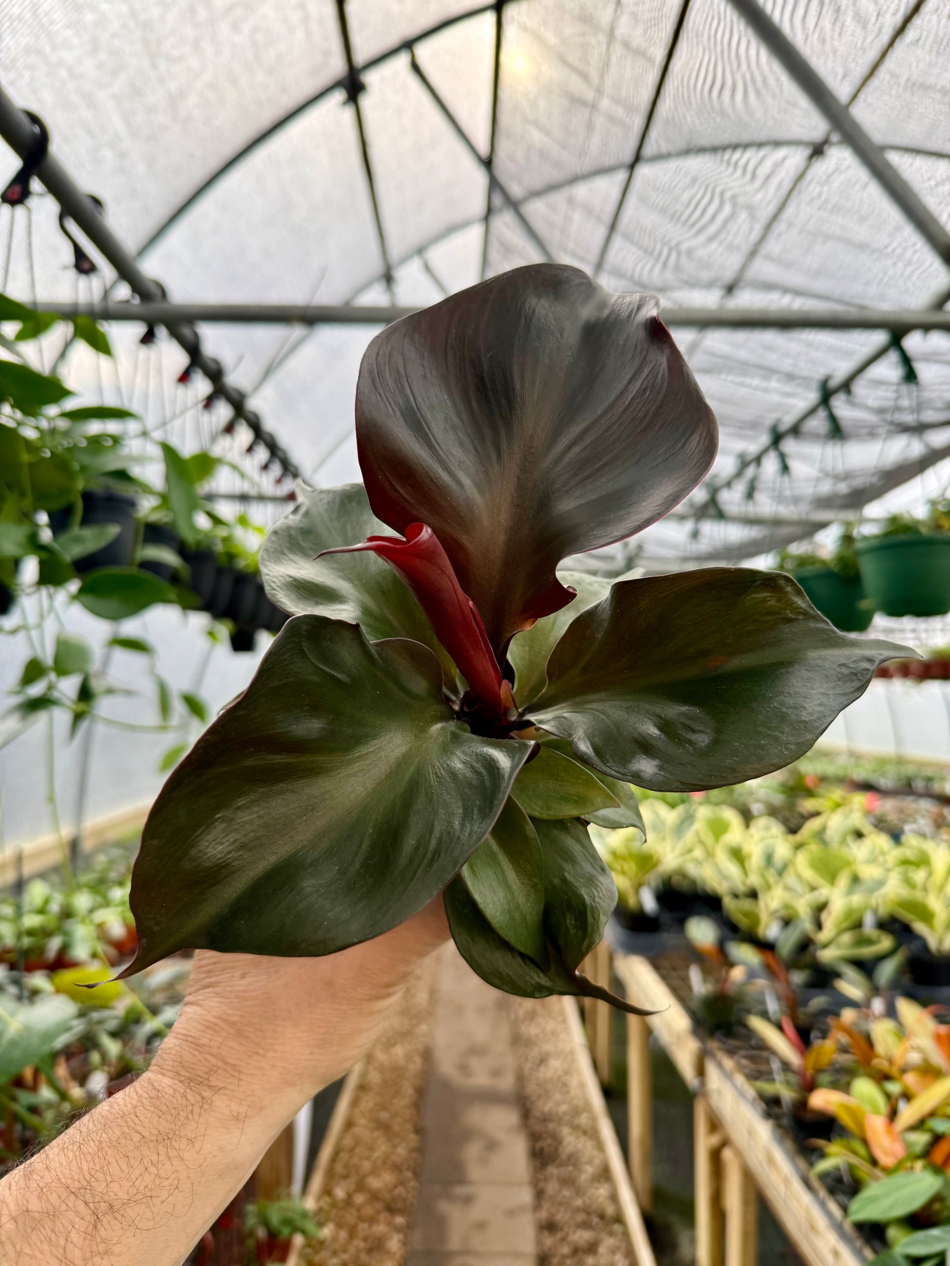 heart leaf philodendron pet safe 4" Philodendron 'Red Heart' – Canopy Plant Co