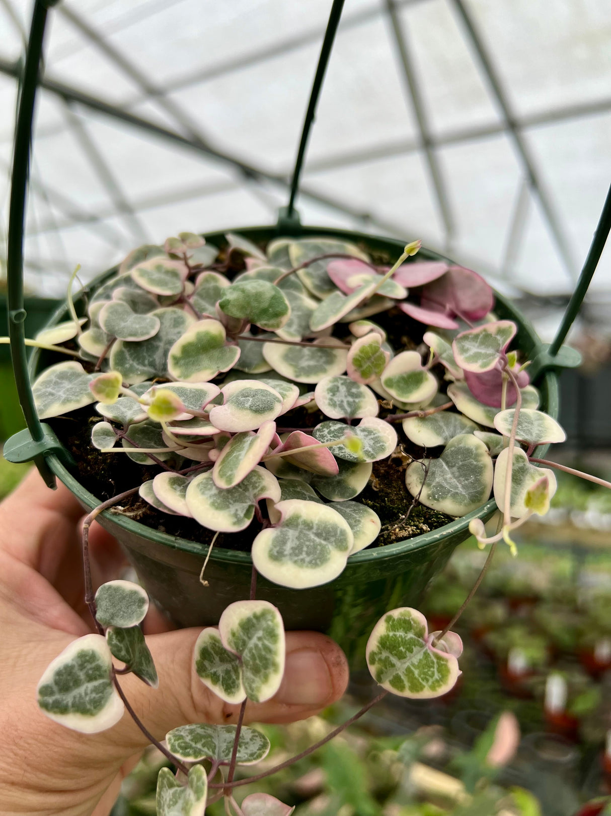 5” String of Hearts variegated hanging basket - Canopy Plant Co.