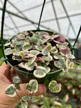 5” String of Hearts variegated hanging basket - Canopy Plant Co.