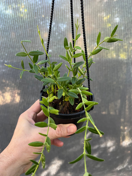 4" Hoya engleriana hanging basket