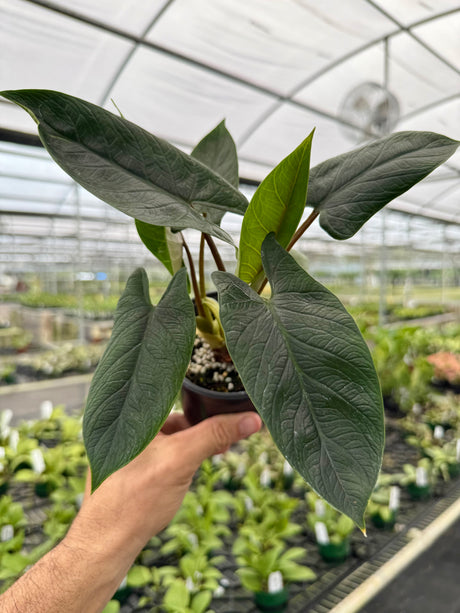 4" Alocasia scalprum
