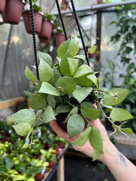 4” Hoya krohniana ‘Super Silver' hanging basket