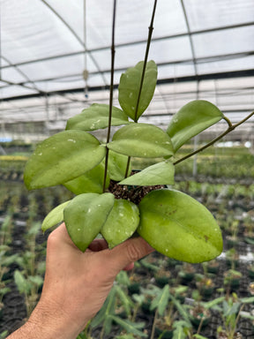 4” Hoya 'Noelle' (vitellinoides x vitellina) - Canopy Plant Co.