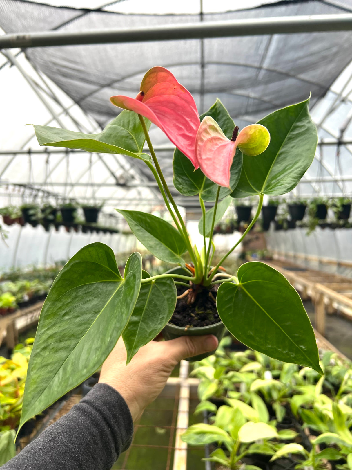 4" Anthurium Royal Pink Champion